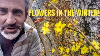 How to grow Winter Jasmine (flowers in the snow)