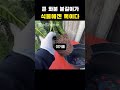 식물 큰화분이 독이 되는 이유_분갈이의 실수 산세베리아 분갈이 화분크기