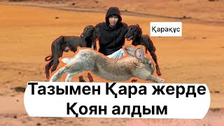 Тазымен қара жерде қоян алу/охота на зайца 2023