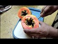 நாட்டு பப்பாளி செடி வளர்ப்பு growing papaya from seeds பப்பாளிச்செடி வளர்ப்பது எப்படி