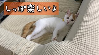 自分のシッポを追いかける楽しみを覚えてしまった猫