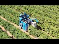 Coffee harvesting in Cerrado, Brazil