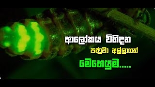 ආලෝකය විහිදන ලෝකයම හොයන පණුවා.. (Light_emitting_worm)