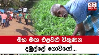 මහ මඟ එළවළු විකුණන දඹුල්ලේ ගොවියෝ...