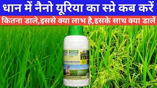 धान में नैनो यूरिया देने का सही समय और सही तरीका क्या है। Dhan me nano urea kab dale