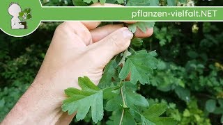 Weißdorn - Blatt/Blätter - 09.05.18 (Crataegus monogyna) - Bäume (Blätter) bestimmen