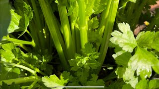 Winter and spring celery