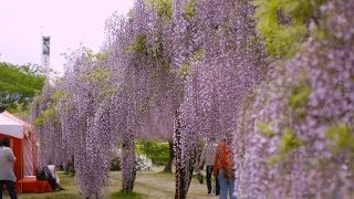 岡山・和気藤公園 2014