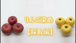 りんご染め【採取編】 dye with apples 【Collect apple trees】/ 伝統工芸士リョウマ　japanese traditional craftsman RYOMA