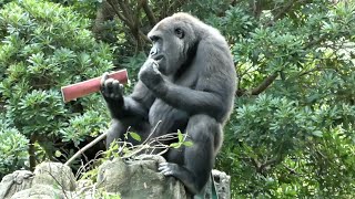 20210816 上野動物園　ニシゴリラ　午前中のゴリラたち　食欲旺盛なモモカ