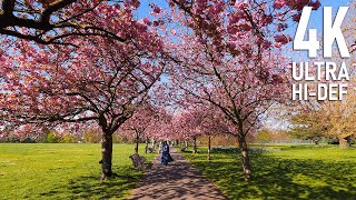 Walking in a Pink Wonderland: Cherry Blossom Season in Greenwich Park | 4K Walk in London, UK