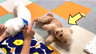 おやつを貰うためなら我を忘れて必死になる犬 【トイプードル/マルプー】