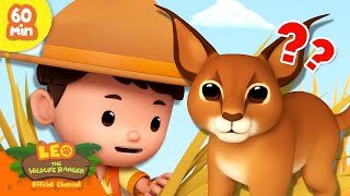 Leo The Wildlife Ranger Official Channel