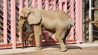 《追悼》ありがとう！アコさん(２０１３～２０１６年)　African elephant(アフリカゾウ)　～ 多摩動物公園 ～