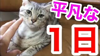 【みんなの平凡な１日】猫と犬のいつもの日常　　　a peaceful day