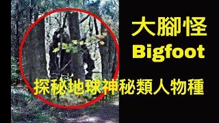 Bigfoot/大腳怪/北美野人/神農架野人/喜馬拉雅雪人/西班牙綠人