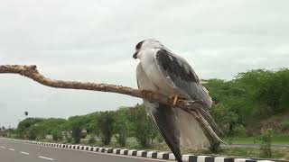 நடுரோட்டில் உயிருக்கு போராடிய ஆஸ்திரேலிய  பறவையை காப்பாற்றிய செய்தியாளருக்கு குவியும் பாராட்டு