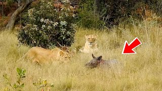 ¡Una manada de leones acorraló a una cría de rinoceronte! No creerás quién vino a rescatarla