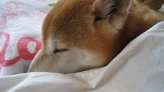 飼い主のふとんにまで甘えてしまう柴犬まめとちゃめ　Shiba Inu