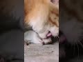 ネズミを食べる猫 shorts