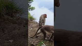 Kodaikanal monkey's 🐒🐒🐵