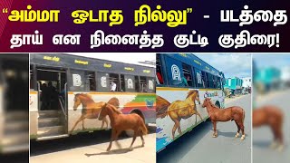 குதிரை படத்தை தாய் என நினைத்து பின்னாலே ஓடிய குட்டி குதிரை! | Kovai | Viral Video | Horse | Bus