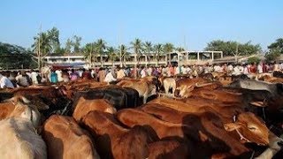 রাজধানীতে জমে উঠেছে কোরবানির পশুর হাট