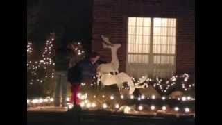 Reindeer Humping