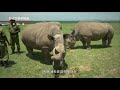 犀牛角可以再生，为什么野生犀牛还会被偷猎？rhino horns can regenerate why are wild rhinos still poached