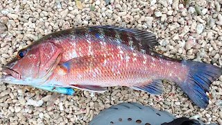 I Wasnt Expecting To Catch this Snapper | Tobago fishing 🇹🇹