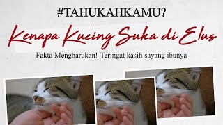 Mengharukan! Teringat kasih sayang ibunya,  inilah Fakta kenapa kucing suka dielus