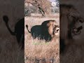 Massive black maned lion from south Afrika #lion