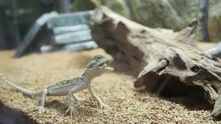 フトアゴヒゲトカゲ　コオロギの捕食/Predation of cricket by Bearded dragon.