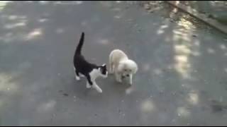 Gatito ayuda a perrito ciego