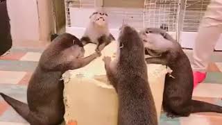 カワウソのお食事風景/Otter