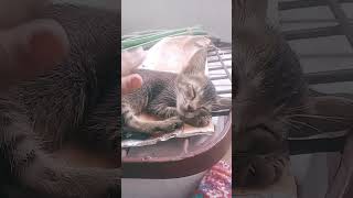 funny cat എന്തോ ഒരു കുഴപ്പമുള്ളത് പോലെ.. 🐱🐱🐱