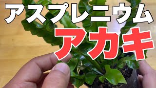 【アスプレニウム プリカーツム アカキ】を100均ダイソーの珪藻土水切りマットに着けていく/Asplenium plicatum \