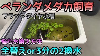 秋の水換え！メダカ君、どっちがいいの？全替え！？わかったよ！