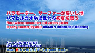 【4K 絶景】ハマヒルガオ咲き乱れる初夏を舞う Fly while the Shore bindweed is blooming【ドローン空撮 Aerial video of drone】2020/5