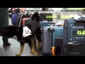 X-Ray Mega Airport: Drug Sniffing Dog X-Ray Mega Airport: Drug Sniffing Dog