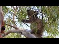 Baby Koala feeding in the rain