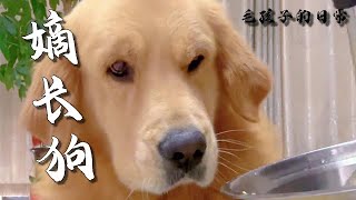 【毛孩子的日常】嫡長狗也得吃剩飯 #金毛犬 #萌宠#可爱 #可爱到爆炸 #狗子