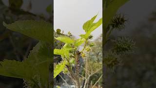 Mulberry rooftop #gardening #trees #nature #shorts