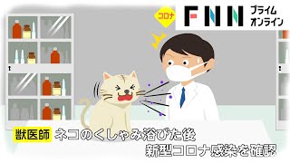 ネコのくしゃみで新型コロナに感染　初確認...タイの研究チームが発表