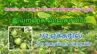 கொய்யா🍈 விவசாயம்| அரை ஏக்கரில் 500 கொய்யா செடிகள் | இயற்கை விவசாயம்| Guava Farm