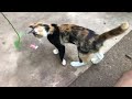 play with funny kittens