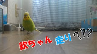 セキセイインコのチョコ86　高速の欽ちゃん走りか⁈ くだらない動画。