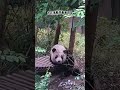 花花荡秋千有多开心？ 大熊猫 panda パンダ 팬더 pandahehua