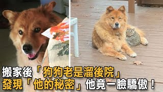 搬家後「狗狗老是溜後院」 發現「他的秘密」他竟一臉驕傲！|狗狗的母愛|狗狗故事