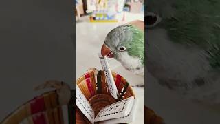 オキナインコ参拝して鐘を鳴らしておみくじ #shortsfeed